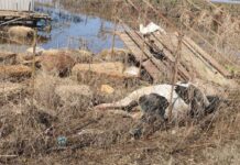 Υγειονομική «βόμβα» στη Θεσσαλία: Νεκρά ζώα παντού και αφόρητη δυσοσμία – Γιατί κινδυνεύει και η υπόλοιπη Ελλάδα