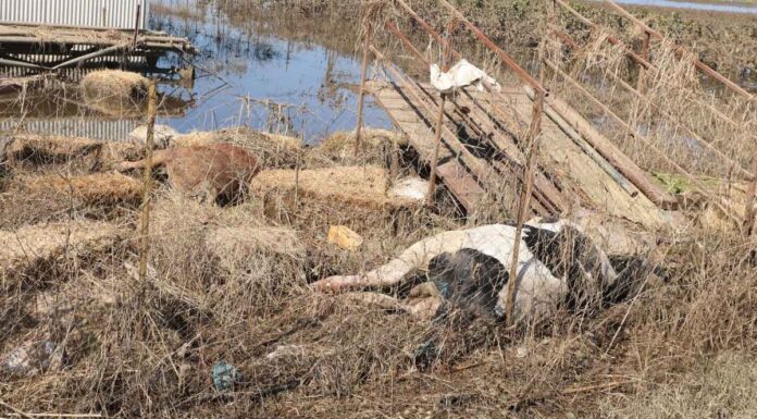 Υγειονομική «βόμβα» στη Θεσσαλία: Νεκρά ζώα παντού και αφόρητη δυσοσμία – Γιατί κινδυνεύει και η υπόλοιπη Ελλάδα