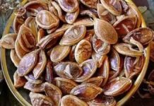Ανακάλυψαν 800 ετών αρχαίους σπόρους και τους έσπειραν και φύτρωσε ένα είδος κολοκύθας που είχε εκλείψει.
