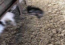 Μυλοπόταμος: Νεογέννητα αρνιά πεθαίνουν από μορφή πνευμονίας – «Ένοχη» η εναλλαγή θερμοκρασίας, ανεπαρκή τα αντιβιοτικά (vid)