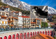 «Ταυτοποιήθηκε το άτομο που κακοποίησε τον Όλιβερ» αποκάλυψε η δικηγόρος του ιδιοκτήτη του σκύλου – Αναμένονται ανακοινώσεις