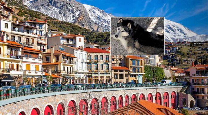 «Ταυτοποιήθηκε το άτομο που κακοποίησε τον Όλιβερ» αποκάλυψε η δικηγόρος του ιδιοκτήτη του σκύλου – Αναμένονται ανακοινώσεις