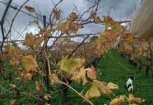 Ο χειμώνας άργησε ένα μήνα… Αλλά πόσο θα μείνει; – Η εποχική δυστοπία τρέλανε τα φυτά στην Κρήτη