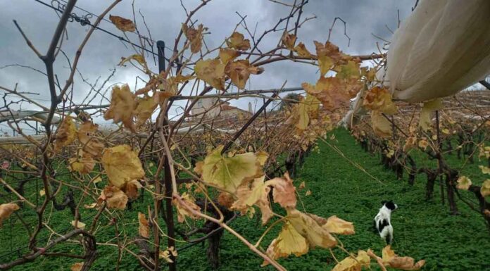 Ο χειμώνας άργησε ένα μήνα… Αλλά πόσο θα μείνει; – Η εποχική δυστοπία τρέλανε τα φυτά στην Κρήτη