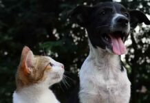 Υποχρεωτική η στείρωση των δεσποζόμενων ζώων συντροφιάς από 21 Ιανουαρίου