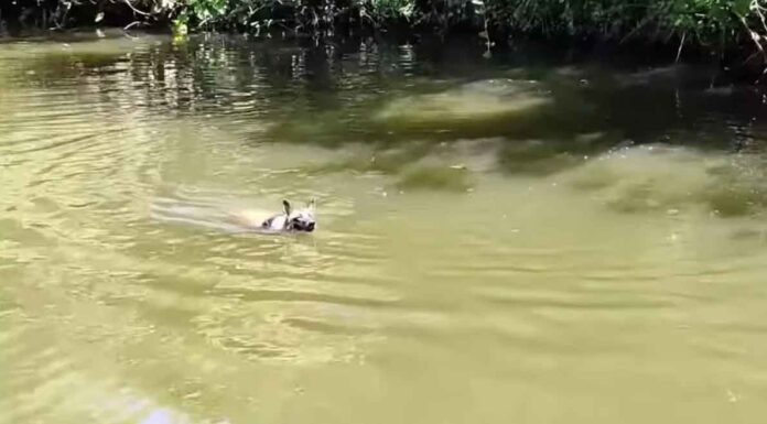 Μεσολόγγι: Αυτός είναι ο Echo που εντόπισε τον Μπάμπη νεκρό