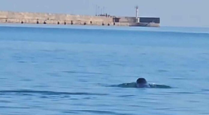 Φώκιες κολυμπούν μέσα στο λιμάνι του Ηρακλείου! – Δείτε βίντεο