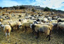Ανοίγουν σήμερα τα σφαγεία Χανίων – Ρεθύμνου και Λασιθίου