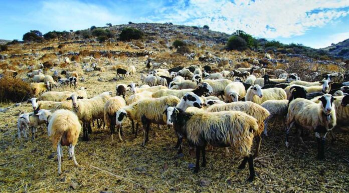 Ανοίγουν σήμερα τα σφαγεία Χανίων – Ρεθύμνου και Λασιθίου