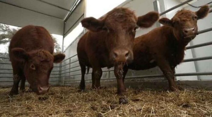 Βιβλική προφητεία σε εξέλιξη – Γιατί μεταφέρουν στο Ισραήλ κόκκινες αγελάδες από το Τέξας