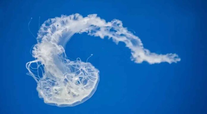 Δηλητηριώδης μέδουσες ενός μέτρου από την Ερυθρά κατέκλυσαν τις παραλίες της Ρόδου