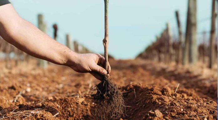 Πότε φυτεύουμε αμπέλι;