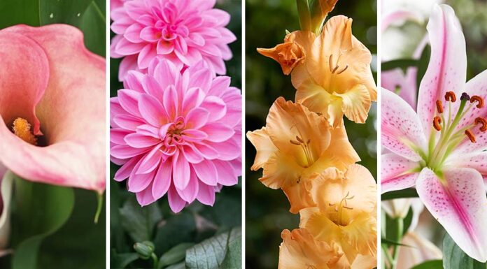 Ποιοι είναι οι βολβοί λουλουδιών που φυτεύουμε την άνοιξη