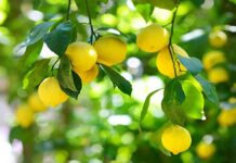 3 Βασικές Ερωτήσεις & Απαντήσεις για το Κλάδεμα Λεμονιάς!