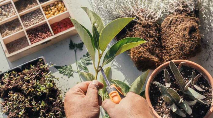 7 τρόποι για να δημιουργήσουμε νέα φυτά. Με ποιους τρόπους γίνεται ο πολλαπλασιασμός