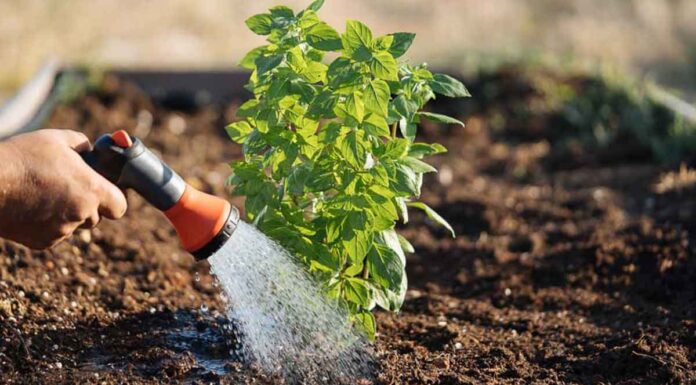 10 μυστικά για καλύτερο πότισμα και υγιή φυτά
