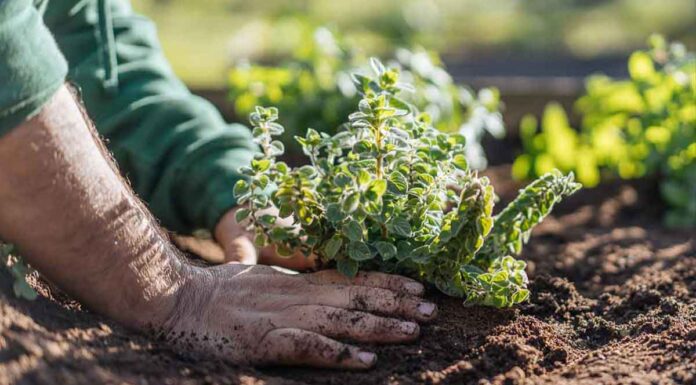 Τι φυτεύουμε τον Μάρτιο