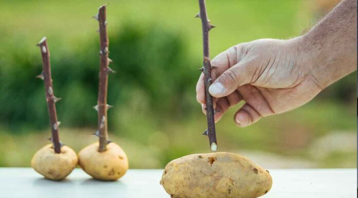 Πώς γίνεται ο πολλαπλασιασμός τριανταφυλλιάς σε πατάτα