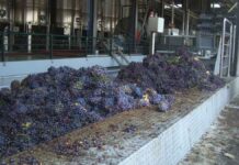 Χρέος 600.000 ευρώ προς τους αγρότες – Η ΕΑΣΗ χρωστάει σε χιλιάδες οινοπαραγωγούς στο Ηράκλειο