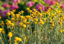 Ο λόγος που τα κίτρινα λουλούδια κάνουν καλό στον κήπο σου- Γιατί να τα φυτέψεις