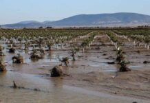 Κρατικές ενισχύσεις: Τι αλλάζει στις ρυθμίσεις για πληττόμενους αγρότες και επιχειρήσεις