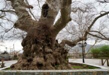 SOS για τον ιστορικό πλάτανο στο Κράσι – Αυτοψία επιστημόνων στο μεγαλύτερο πλατάνι της Ελλάδας