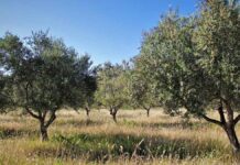 Ακαλλιέργητο το 50% των χωραφιών στην Κρήτη – Οι ιδιοκτήτες γυρνούν την πλάτη στον πρωτογενή τομέα λόγω νερού και κόστους! Ακαλλιέργητο το 50% των χωραφιών στην Κρήτη