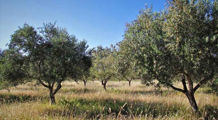 Ακαλλιέργητο το 50% των χωραφιών στην Κρήτη – Οι ιδιοκτήτες γυρνούν την πλάτη στον πρωτογενή τομέα λόγω νερού και κόστους! Ακαλλιέργητο το 50% των χωραφιών στην Κρήτη