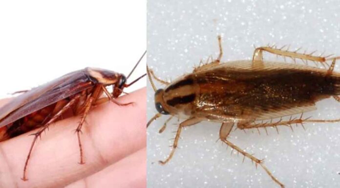 Tρόμος με τις ιπτάμενες κατσαρίδες – Εξαπλώνονται σε όλη την Ελλάδα; cockroaches