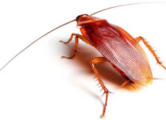 Μεγάλες καφέ κατσαρίδες στο σπίτι: Που κρύβονται και πως να τις εξοντώσετε οριστικά Μεγάλες καφέ κατσαρίδες στο σπίτι