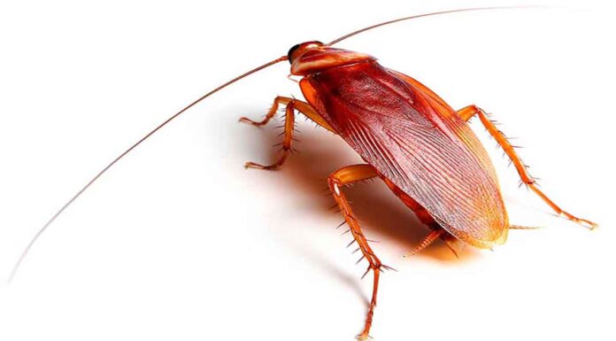 Μεγάλες καφέ κατσαρίδες στο σπίτι: Που κρύβονται και πως να τις εξοντώσετε οριστικά Μεγάλες καφέ κατσαρίδες στο σπίτι