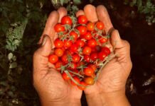 Γιατί δεν πρέπει να φυτεύεις αγγούρια και ντομάτες μαζί στον κήπο Αν θέλεις να καλλιεργήσεις τόσο αγγούρια όσο και ντομάτες στον κήπο σου υπάρχουν ορισμένοι κανόνες