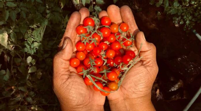 Γιατί δεν πρέπει να φυτεύεις αγγούρια και ντομάτες μαζί στον κήπο Αν θέλεις να καλλιεργήσεις τόσο αγγούρια όσο και ντομάτες στον κήπο σου υπάρχουν ορισμένοι κανόνες