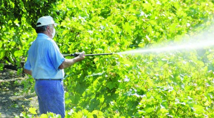 Πρωτιά… στα φυτοφάρμακα – Τριπλάσια η κατανάλωση τους στην Κρήτη σε σχέση με την υπόλοιπη Ελλάδα – Σοβαρότατοι κίνδυνοι λόγω της υπερκατανάλωσης Η Κρήτη είναι η υπ’ αριθμόν ένα περιφέρεια της Ελλάδας ως προς την αγροτική και κτηνοτροφική παραγωγή