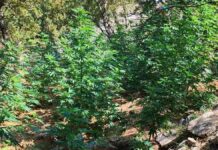 Κρήτη: Νέες φυτείες με 197 χασισόδεντρα εντόπισε η αστυνομία – Σε 7 διαφορετικές τοποθεσίες