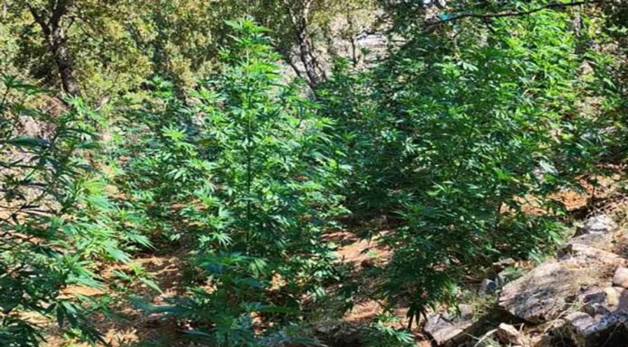 Κρήτη: Νέες φυτείες με 197 χασισόδεντρα εντόπισε η αστυνομία – Σε 7 διαφορετικές τοποθεσίες