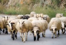 Περιφέρεια Κρήτης: Απαγορεύονται όλες οι μετακινήσεις αιγοπροβάτων