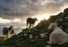 Κρούσματα Πανώλης αιγοπροβάτων και στην Κρήτη – Εφιαλτικά σενάρια και ζώνες αποκλεισμού (vid) Κρούσματα Πανώλης αιγοπροβάτων και στην Κρήτη