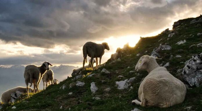 Κρούσματα Πανώλης αιγοπροβάτων και στην Κρήτη – Εφιαλτικά σενάρια και ζώνες αποκλεισμού (vid) Κρούσματα Πανώλης αιγοπροβάτων και στην Κρήτη