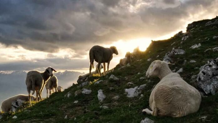 Κρούσματα Πανώλης αιγοπροβάτων και στην Κρήτη