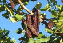 Χαρουπιά: Ένας χαμένος ελληνικός θησαυρός που ελάχιστοι γνωρίζουνΟΦΗ