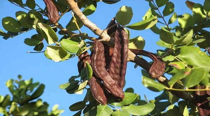 Χαρουπιά: Ένας χαμένος ελληνικός θησαυρός που ελάχιστοι γνωρίζουνΟΦΗ