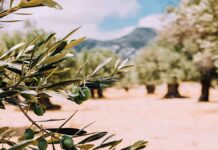 Στο 80% η καταστροφή στα ελαιόδεντρα της Κρήτης.