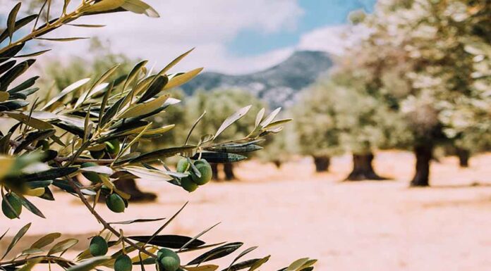 Παρατηρητήριο Τιμών Ελαιολάδου (9/08/2024)