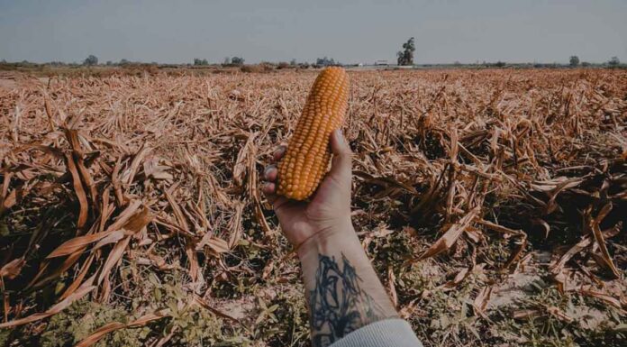 Από τους «πολέμους για το πετρέλαιο» στους «πολέμους για τα τρόφιμα» – Κινδυνεύει η επισιτιστική ασφάλεια;