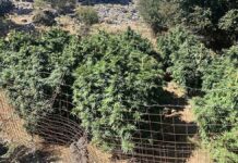 Εντοπίστηκαν 12 φυτείες κάνναβης σε Χανιά και Ρέθυμνο