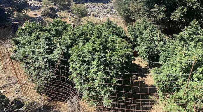 Εντοπίστηκαν 12 φυτείες κάνναβης σε Χανιά και Ρέθυμνο