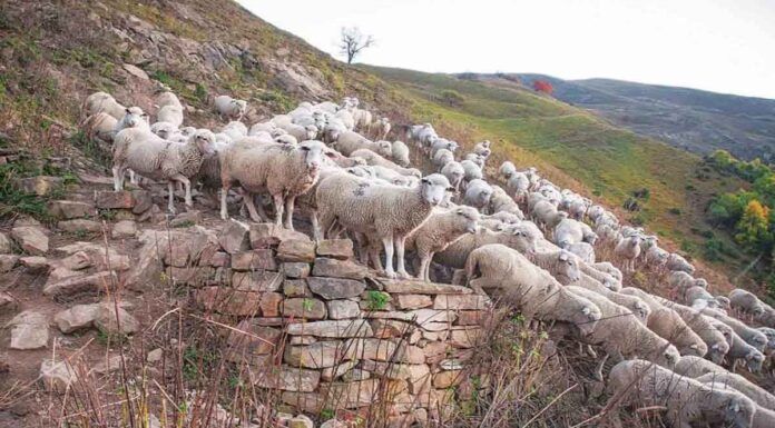 Πανώλη: Χτυπάει κόκκινο η αγωνία των κτηνοτρόφων