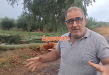 Κακοκαιρία στην Κρήτη: Άγιο είχε παραγωγός που γλύτωσε από πτώση ευκαλύπτου (vid)