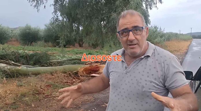 Κακοκαιρία στην Κρήτη: Άγιο είχε παραγωγός που γλύτωσε από πτώση ευκαλύπτου (vid)